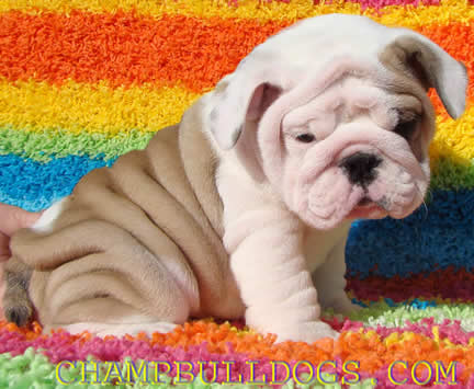 English bulldog puppies picture